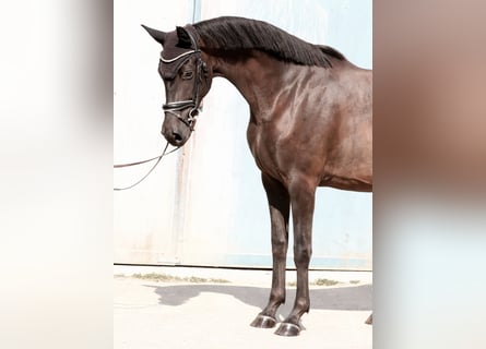 Oldenburger, Stute, 3 Jahre, 167 cm, Rappe