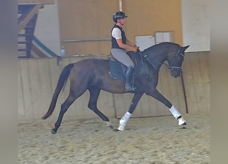 Oldenburger, Stute, 3 Jahre, 167 cm, Rappe