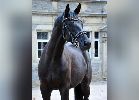 Oldenburger, Stute, 3 Jahre, 167 cm, Rappe