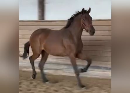 Oldenburger, Stute, 3 Jahre, 168 cm, Brauner