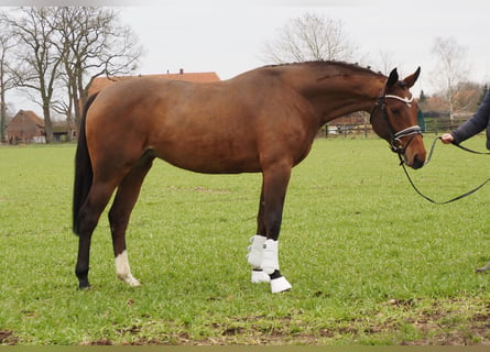 Oldenburger, Stute, 3 Jahre, 168 cm, Brauner