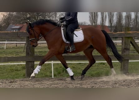 Oldenburger, Stute, 3 Jahre, 168 cm, Brauner