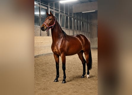 Oldenburger, Stute, 3 Jahre, 168 cm, Brauner