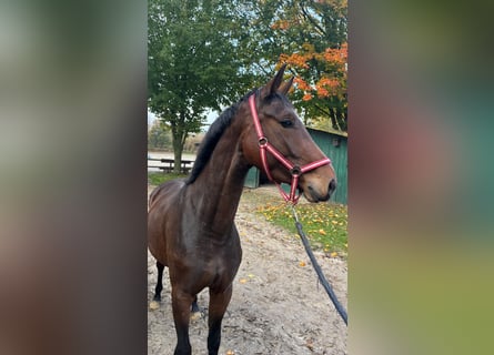 Oldenburger, Stute, 3 Jahre, 168 cm, Dunkelfuchs