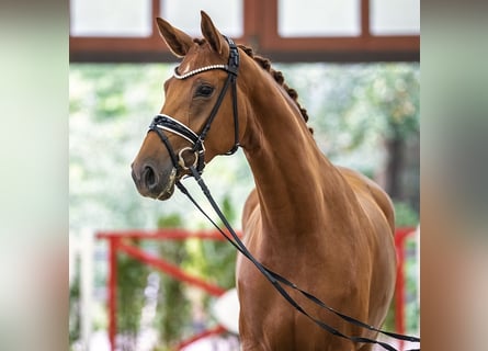 Oldenburger, Stute, 3 Jahre, 168 cm, Fuchs