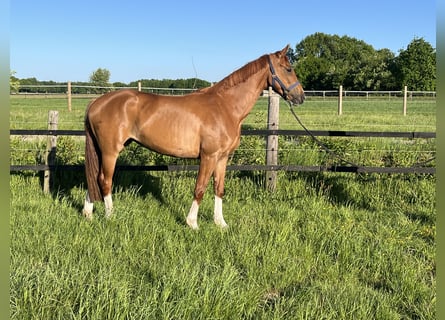 Oldenburger, Stute, 3 Jahre, 168 cm, Fuchs