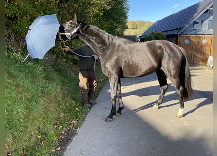 Oldenburger, Stute, 3 Jahre, 168 cm, Rappe