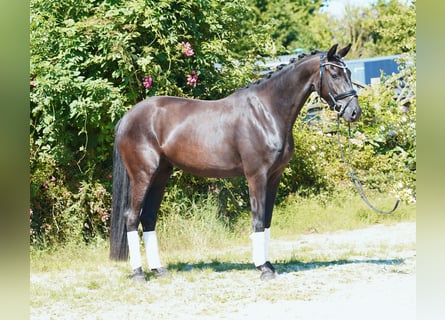 Oldenburger, Stute, 3 Jahre, 168 cm, Rappe