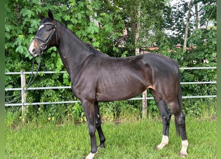Oldenburger, Stute, 3 Jahre, 168 cm, Schwarzbrauner