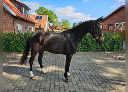 Oldenburger, Stute, 3 Jahre, 168 cm, Schwarzbrauner
