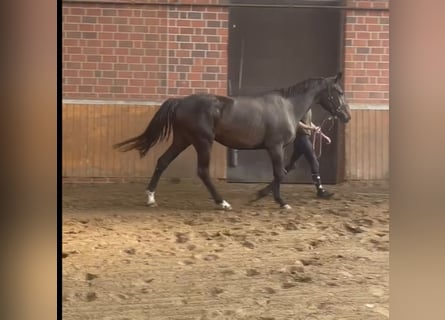Oldenburger, Stute, 3 Jahre, 169 cm, Brauner