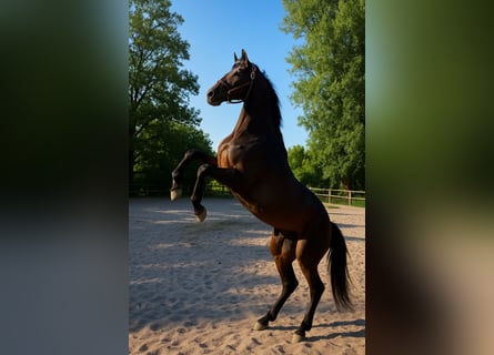 Oldenburger, Stute, 3 Jahre, 170 cm, Dunkelbrauner