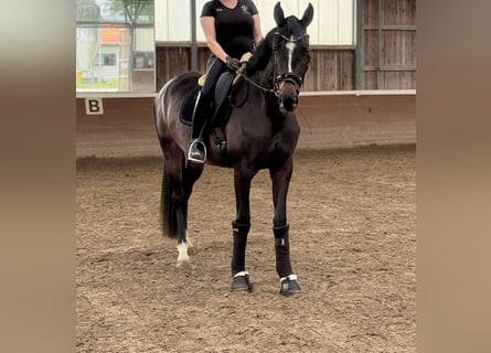 Oldenburger, Stute, 3 Jahre, 170 cm, Dunkelbrauner
