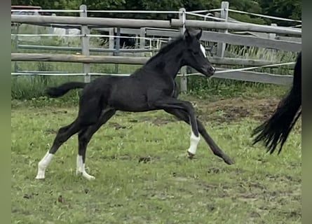 Oldenburger, Stute, 3 Jahre, 170 cm, Rappe