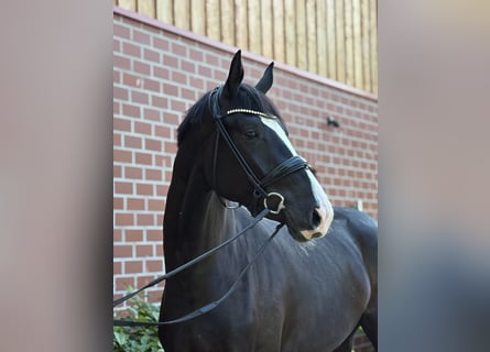 Oldenburger, Stute, 3 Jahre, 170 cm, Rappe