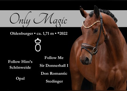 Oldenburger, Stute, 3 Jahre, 171 cm, Brauner