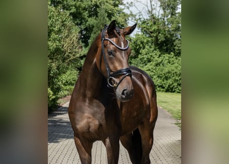 Oldenburger, Stute, 3 Jahre, 171 cm, Dunkelbrauner