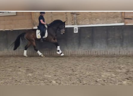 Oldenburger, Stute, 3 Jahre, 172 cm, Brauner