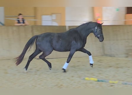 Oldenburger, Stute, 3 Jahre, 172 cm, Rappe