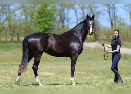 Oldenburger, Stute, 3 Jahre, 173 cm