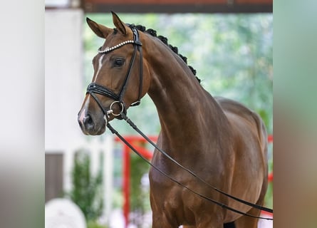 Oldenburger, Stute, 3 Jahre, Brauner