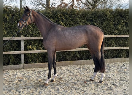 Oldenburger, Stute, 3 Jahre, Dunkelbrauner