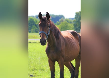 Oldenburger, Stute, 3 Jahre, Dunkelbrauner