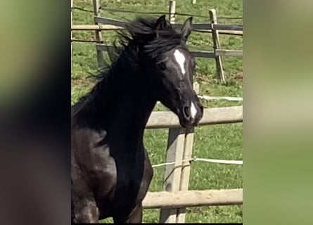 Oldenburger, Stute, 3 Jahre, Rappe
