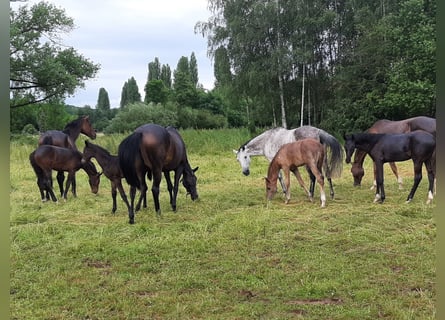 Oldenburger, Stute, 3 Jahre, Rappe