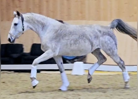 Oldenburger, Stute, 4 Jahre, 153 cm, Schimmel