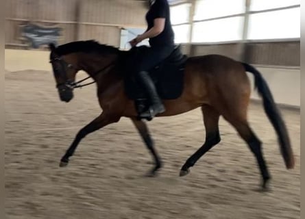 Oldenburger, Stute, 4 Jahre, 156 cm