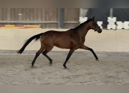 Oldenburger, Stute, 4 Jahre, 158 cm, Brauner