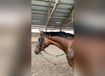 Oldenburger, Stute, 4 Jahre, 158 cm, Brauner