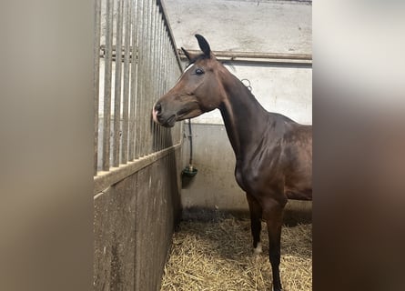 Oldenburger, Stute, 4 Jahre, 160 cm, Brauner