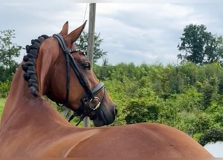 Oldenburger, Stute, 4 Jahre, 160 cm, Brauner
