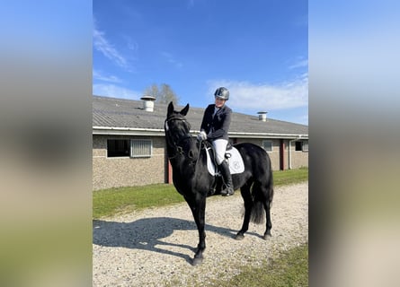 Oldenburger, Stute, 4 Jahre, 160 cm, Rappe