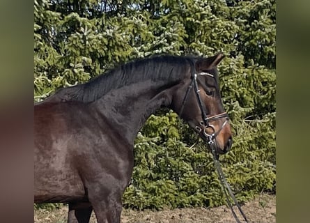 Oldenburger, Stute, 4 Jahre, 162 cm, Brauner