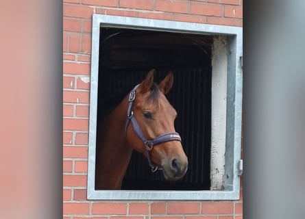 Oldenburger, Stute, 4 Jahre, 162 cm, Brauner