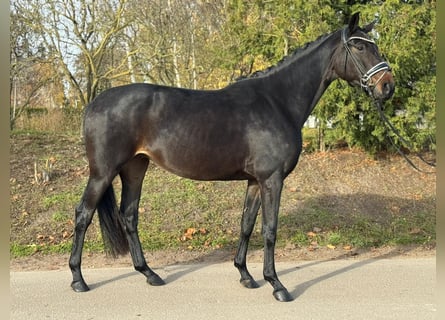 Oldenburger, Stute, 4 Jahre, 162 cm, Dunkelbrauner