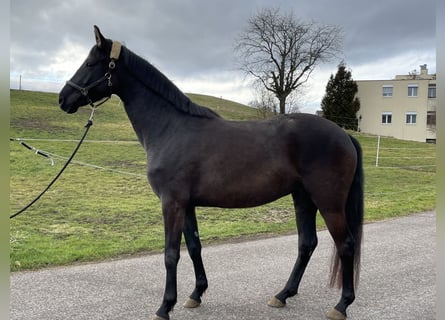 Oldenburger, Stute, 4 Jahre, 162 cm, Rappe