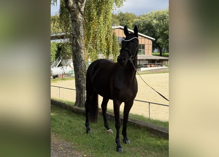 Oldenburger, Stute, 4 Jahre, 163 cm, Rappe
