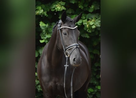 Oldenburger, Stute, 4 Jahre, 163 cm, Rappe