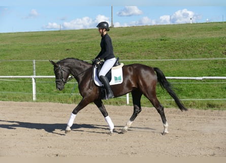 Oldenburger, Stute, 4 Jahre, 163 cm, Rappe
