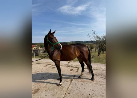 Oldenburger, Stute, 4 Jahre, 164 cm, Dunkelbrauner
