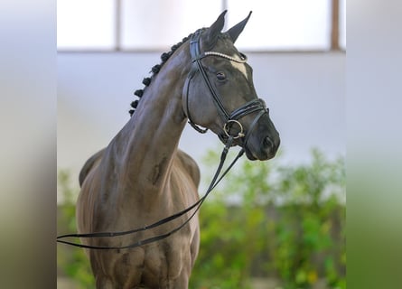 Oldenburger, Stute, 4 Jahre, 164 cm, Dunkelbrauner