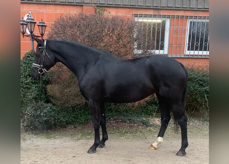Oldenburger, Stute, 4 Jahre, 164 cm, Rappe