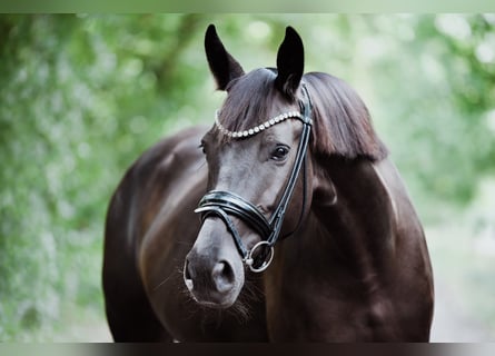 Oldenburger, Stute, 4 Jahre, 164 cm, Schwarzbrauner