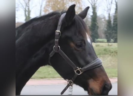 Oldenburger, Stute, 4 Jahre, 165 cm, Dunkelbrauner