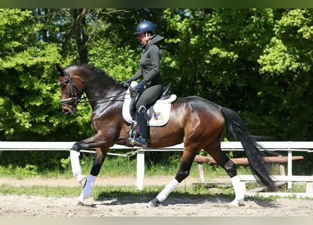 Oldenburger, Stute, 4 Jahre, 165 cm, Dunkelbrauner