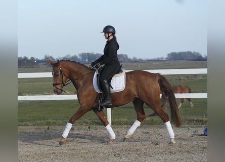 Oldenburger, Stute, 4 Jahre, 165 cm, Fuchs